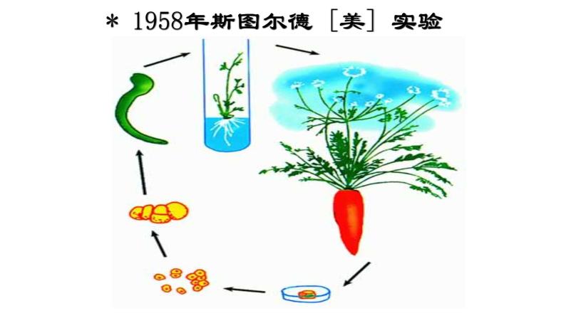 6.2 细胞的分化课件PPT05