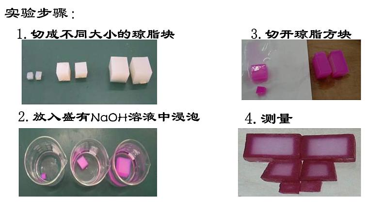 6.1 细胞的增殖课件PPT03