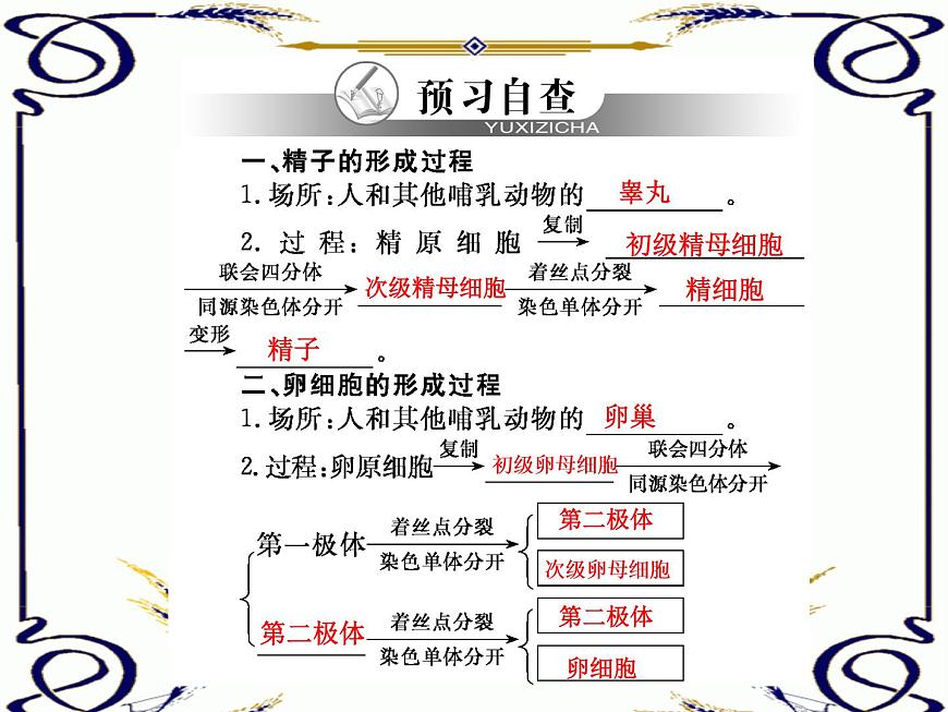 高中生物人教版必修2課件2.1 減數(shù)分裂(一)(共16張PPT)第1頁