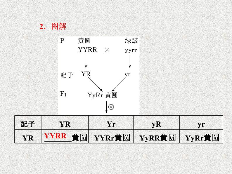 生物同步配套课件(人教版必修2)第1章第2节孟德尔的豌豆杂交实验(二)第7页