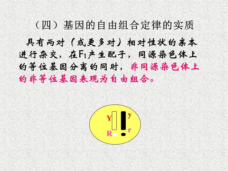 高考生物专题复习 基因的自由组合定律课件课件 新人教版第7页