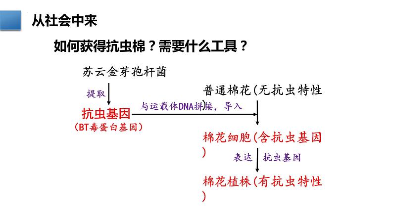 3.1重组DNA技术的基本工具(含DNA粗提取)课件2021-2022学年高二下学期生物人教版选择性必修306