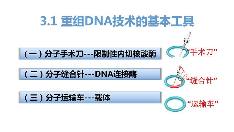 3.1重组DNA技术的基本工具(含DNA粗提取)课件2021-2022学年高二下学期生物人教版选择性必修307