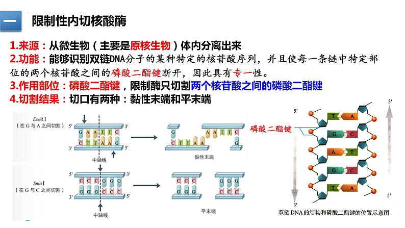 3.1重组DNA技术的基本工具(含DNA粗提取)课件2021-2022学年高二下学期生物人教版选择性必修308