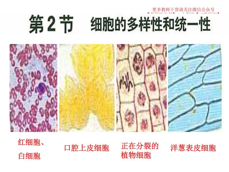 1.2细胞的多样性和统一性-课件PPT01