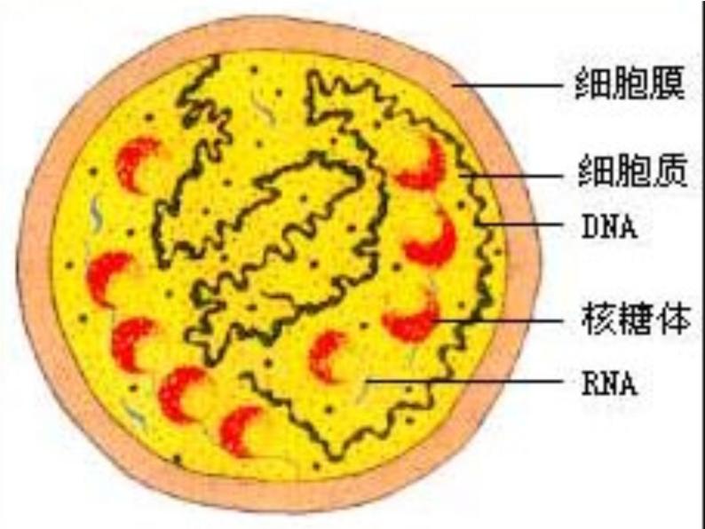 1.2细胞的多样性和统一性-课件PPT08