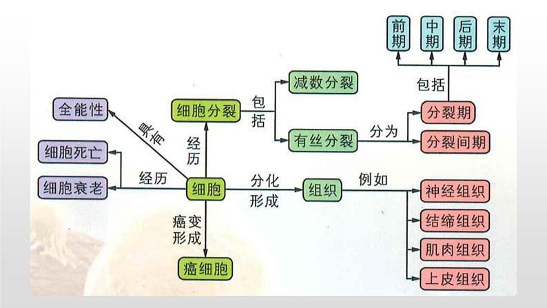 学考复习7细胞的增殖 课件【新教材】2022届浙江高考生物学考复习(浙科版(2019))第6页