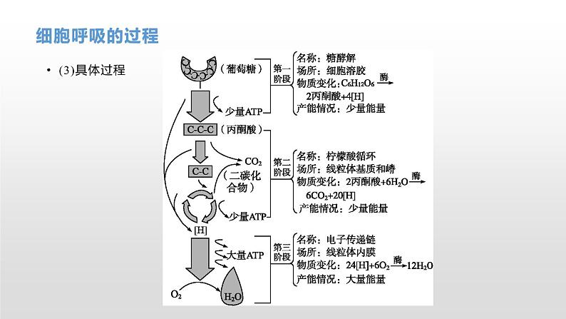 学考复习5细胞呼吸 课件【新教材】2022届浙江高考生物学考复习(浙科版(2019))第6页