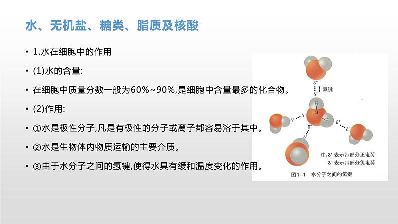 学考复习1组成细胞的化合物 课件【新教材】2022届浙江高考生物学考复习(浙科版(2019))第6页