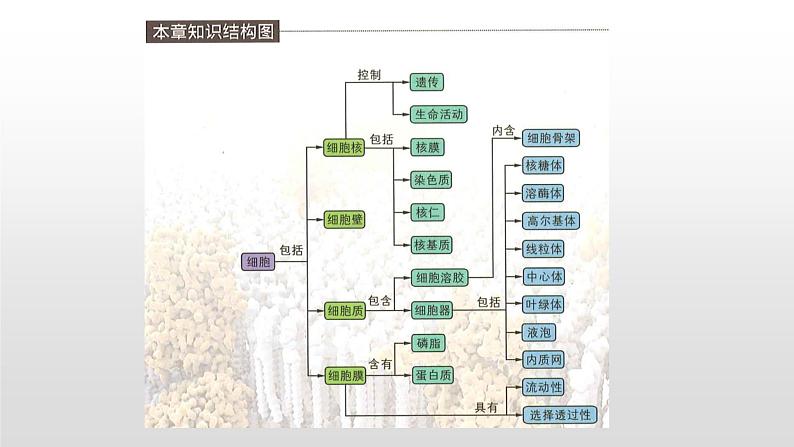 学考复习2细胞的结构 课件【新教材】2022届浙江高考生物学考复习(浙科版(2019))第5页