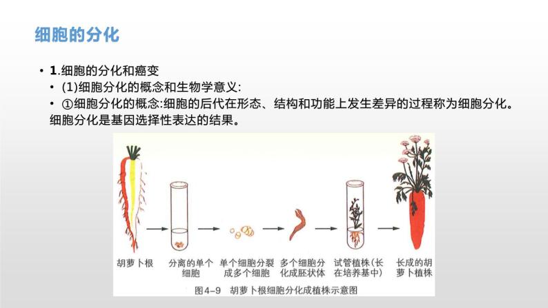 学考复习8细胞的分化衰老凋亡和癌变 课件【新教材】2022届浙江高考生物学考复习（浙科版（2019））06