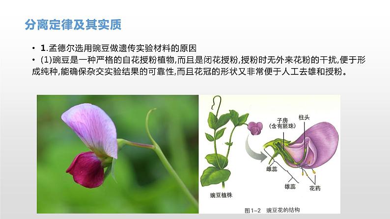 学考复习10分离定律 课件【新教材】2022届浙江高考生物学考复习(浙科版(2019))第3页