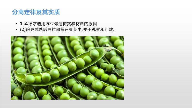 学考复习10分离定律 课件【新教材】2022届浙江高考生物学考复习(浙科版(2019))第4页