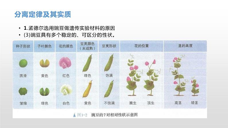 学考复习10分离定律 课件【新教材】2022届浙江高考生物学考复习(浙科版(2019))第5页