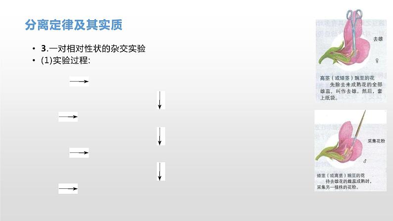 学考复习10分离定律 课件【新教材】2022届浙江高考生物学考复习(浙科版(2019))第8页