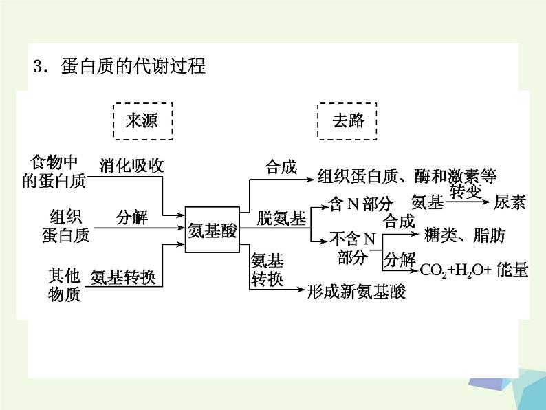 高考生物三轮考前重点突破:专题三动物代谢与新陈代谢类型(含答案)课件PPT第4页