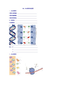 高考生物二轮专题复习学案：2DNA、RNA的结构和基因