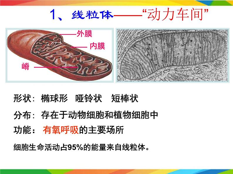 必修1 第3章 第2节细胞器之间的分工合作课件PPT第7页