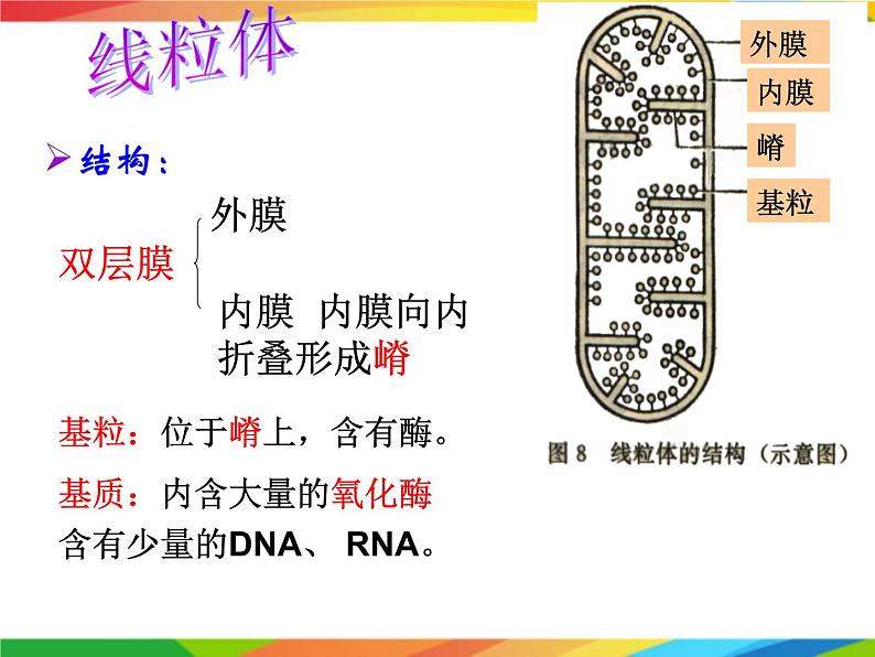 必修1 第3章 第2节细胞器之间的分工合作课件PPT第8页