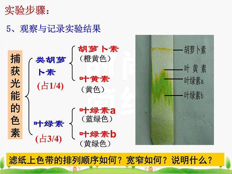 必修1 第5章 第4节 光合作用的原理和应用课件PPT第8页