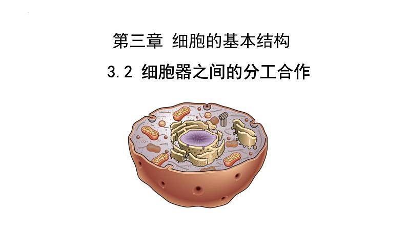 3. 2细胞器之间的分工合作课件(37张PPT)第1页