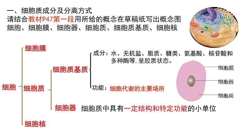 3. 2细胞器之间的分工合作课件(37张PPT)第4页