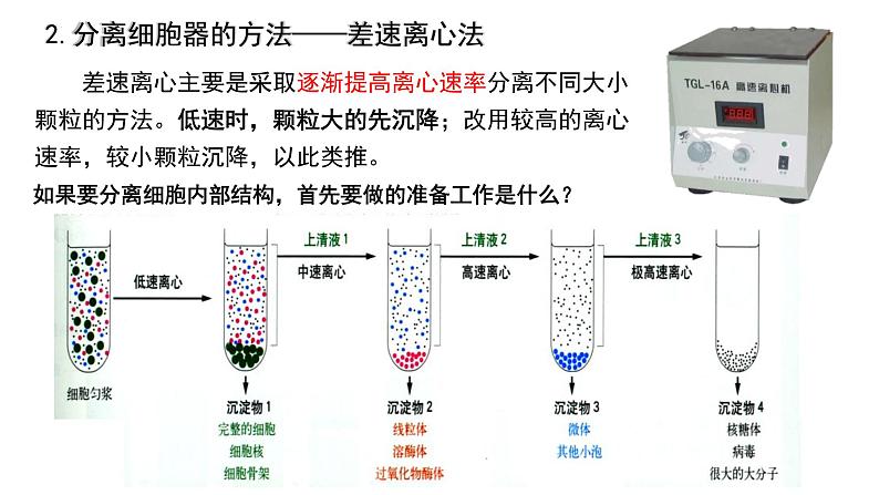 3. 2细胞器之间的分工合作课件(37张PPT)第5页