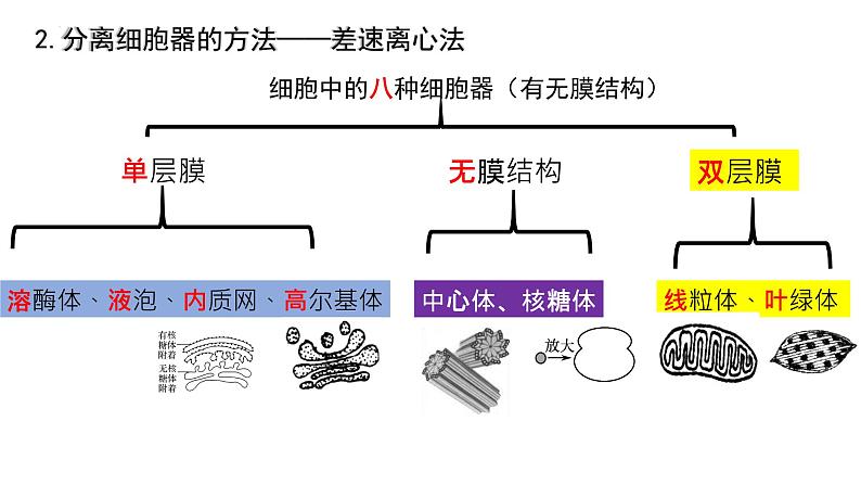 3. 2细胞器之间的分工合作课件(37张PPT)第6页