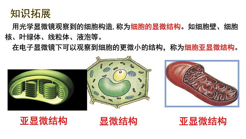 3. 2细胞器之间的分工合作课件(37张PPT)第7页