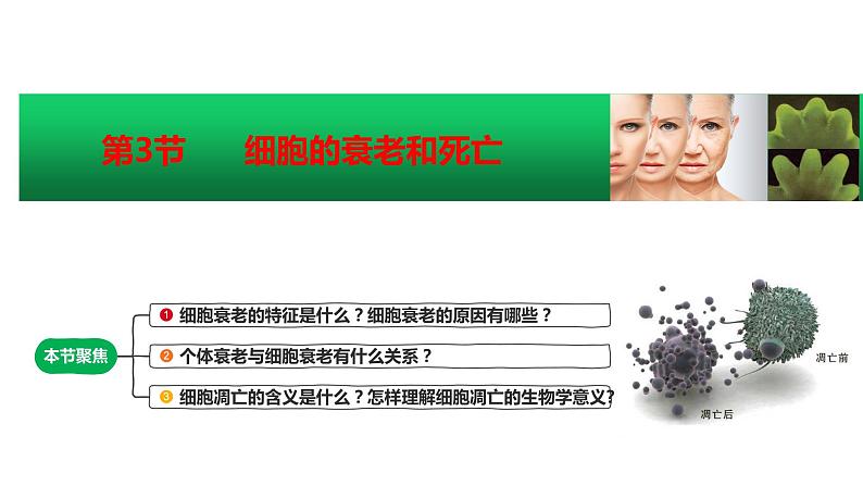 6.3 细胞的衰老和死亡课件(15张PPT)01