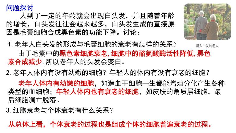 6.3 细胞的衰老和死亡课件(15张PPT)02