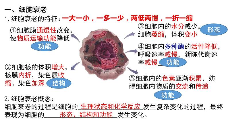 6.3 细胞的衰老和死亡课件(15张PPT)03
