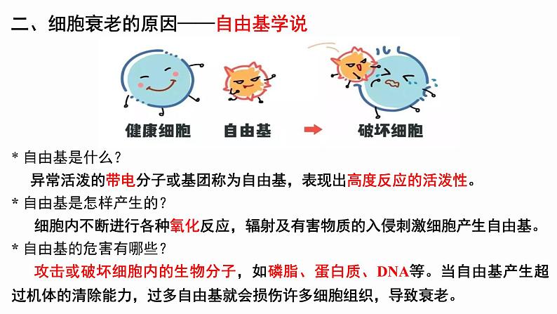 6.3 细胞的衰老和死亡课件(15张PPT)05