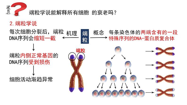 6.3 细胞的衰老和死亡课件(15张PPT)06