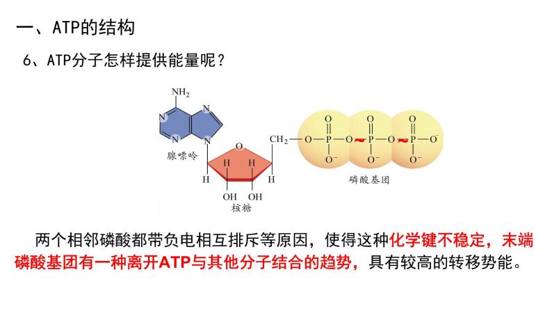 5.2细胞的能量“货币”ATP课件（16张PPT）06