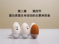生物必修1《分子與細(xì)胞》第2章 組成細(xì)胞的分子第4節(jié) 蛋白質(zhì)是生命活動(dòng)的主要承擔(dān)者備課課件ppt