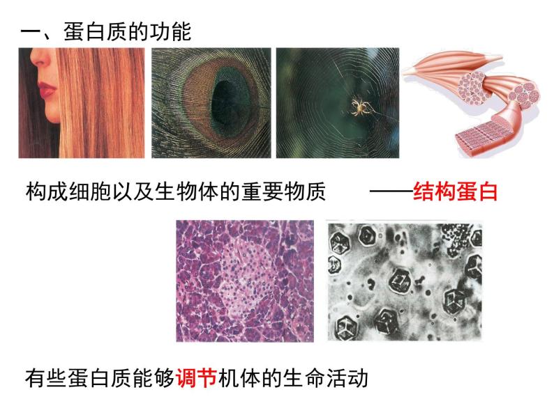 2.4 蛋白质是生命活动的主要承担者（45张PPT）05