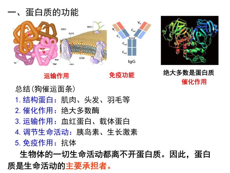 2.4 蛋白质是生命活动的主要承担者（45张PPT）06