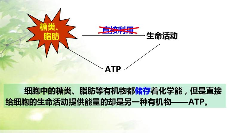 必修一 5.2细胞的能量“货币”ATP课件（25张PPT）07