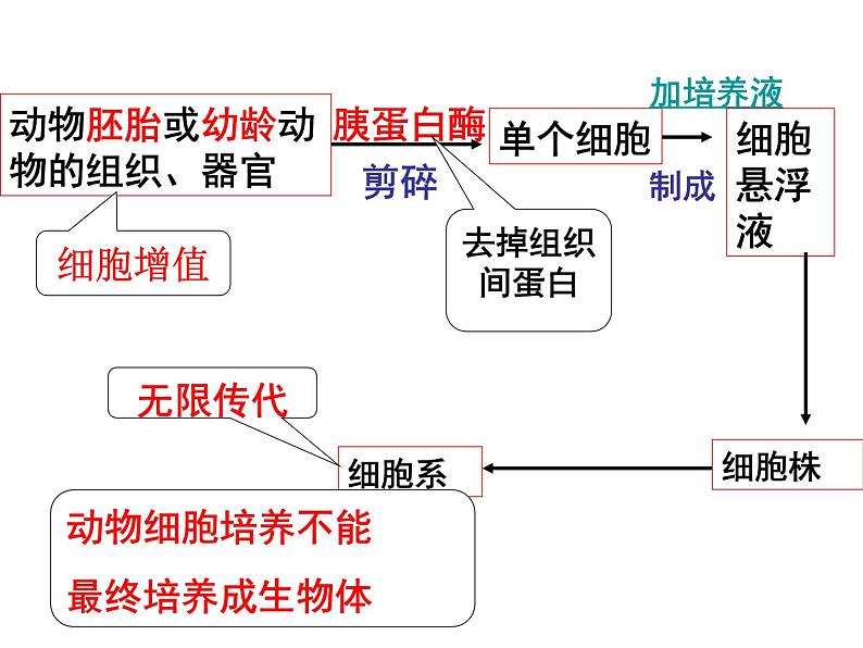 选修3 2.2《动物细胞工程》(44张PPT)第8页