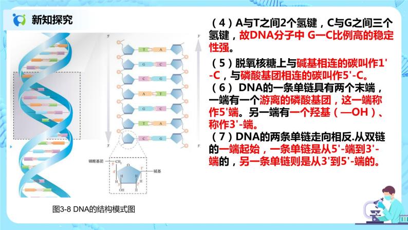 3.2《DNA的结构》课件PPT+教案07