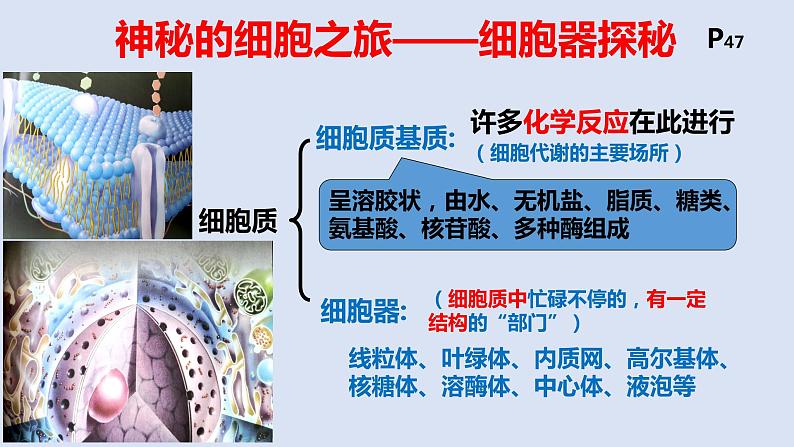 《第2节 细胞器之间的分工合作》课件2第5页