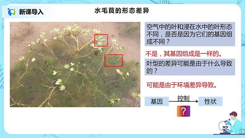4.2《基因表达与性状的关系》课件(送教案+练习)02