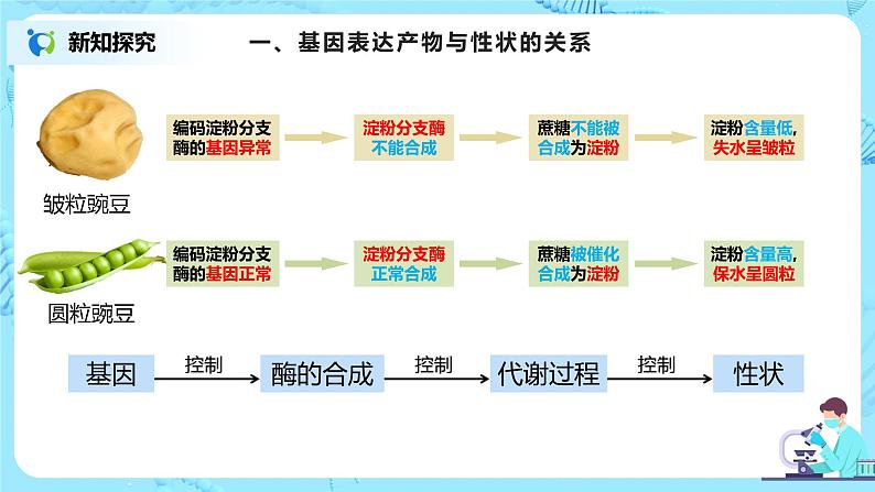 4.2《基因表达与性状的关系》课件(送教案+练习)03
