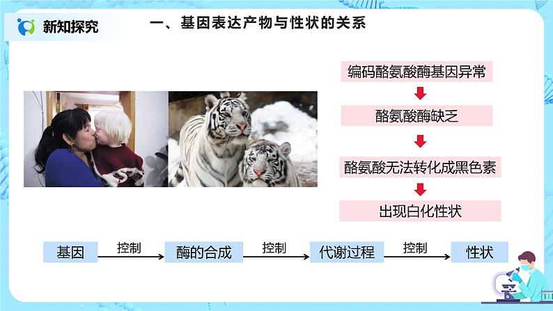 4.2《基因表达与性状的关系》课件(送教案+练习)04