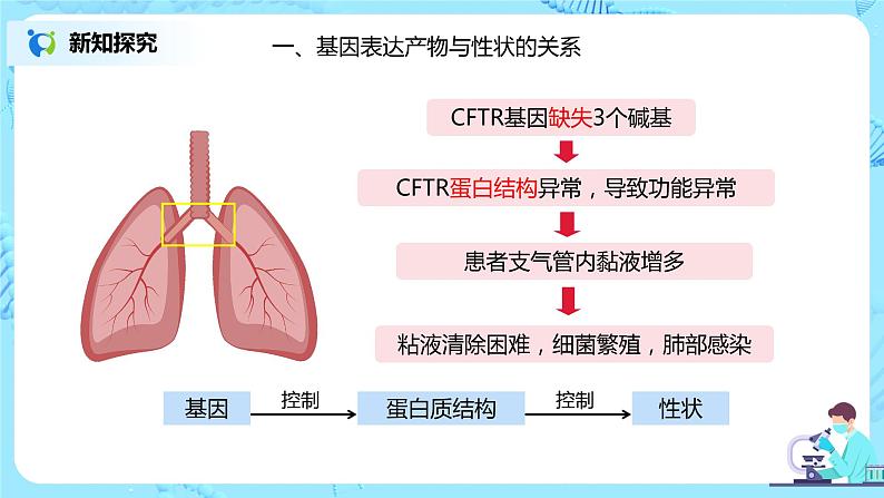 4.2《基因表达与性状的关系》课件(送教案+练习)05