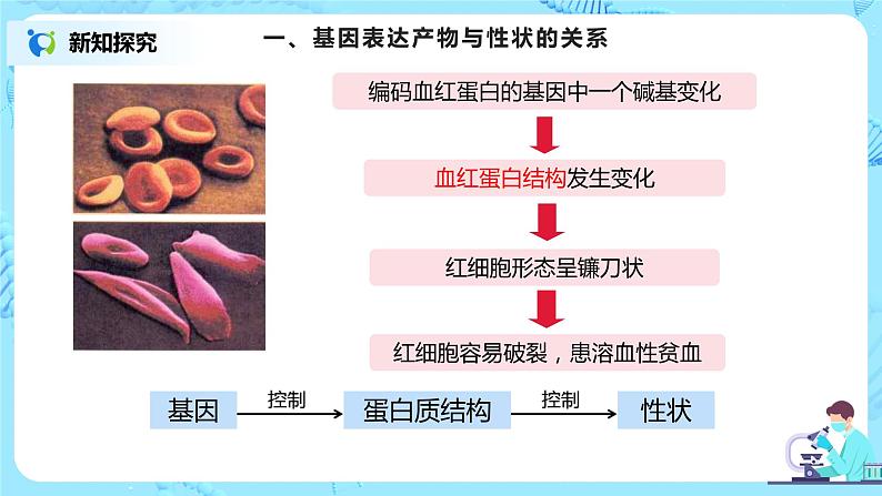4.2《基因表达与性状的关系》课件(送教案+练习)06