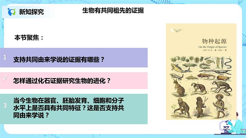 6.1《生物有共同祖先的证据》课件第3页