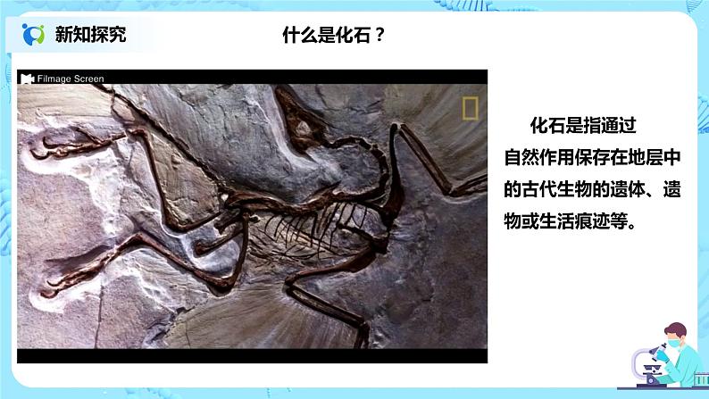 6.1《生物有共同祖先的证据》课件第6页