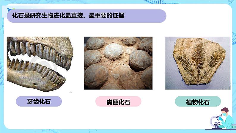 6.1《生物有共同祖先的证据》课件第7页